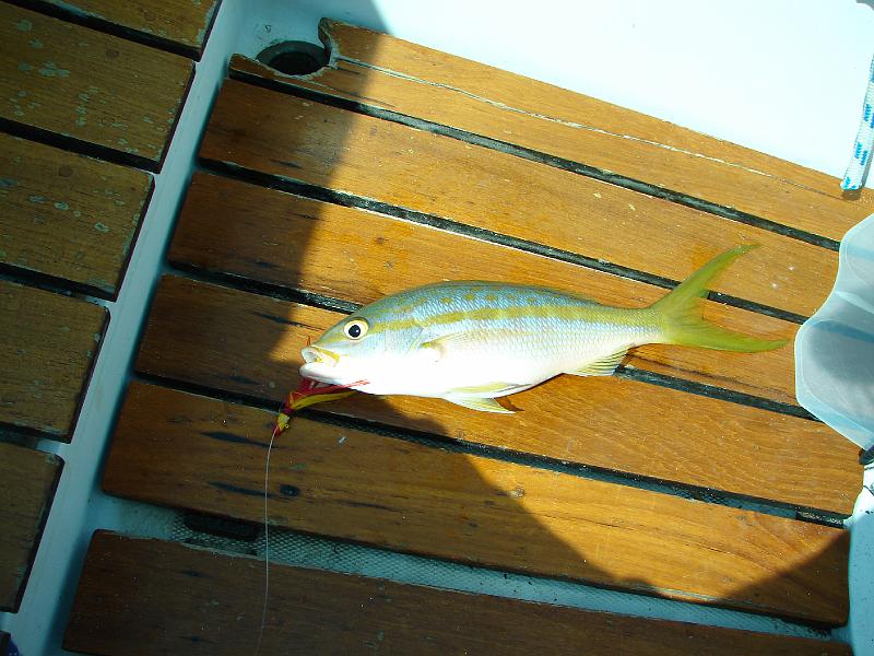 10_05_06 203.jpg - Ein Yellowtailed Snapper